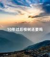 10年过后桉树还要吗