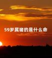 59岁属猪的是什么命 59年属猪的晚年命运如何